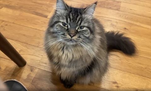 軽く目をあける猫ちゃん