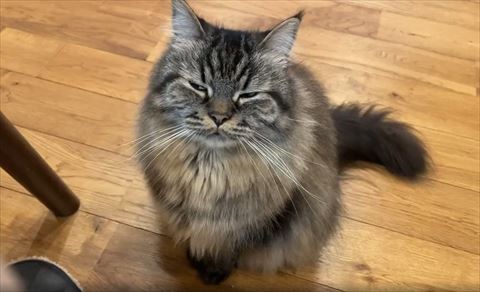 半目で左見てる猫ちゃん