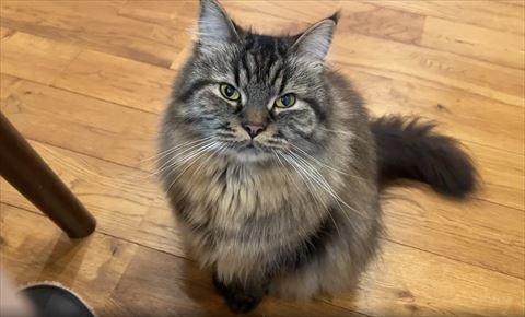 目を開いて見つめてくる猫ちゃん