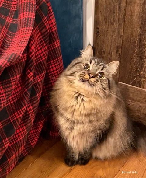 お座りして上見上げてる猫ちゃん