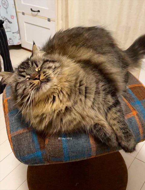 ほほえんで横たわる猫ちゃん