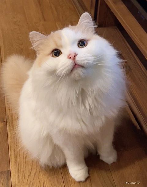 白とクリーム色の猫ちゃん