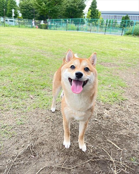 外で笑顔のワンコ