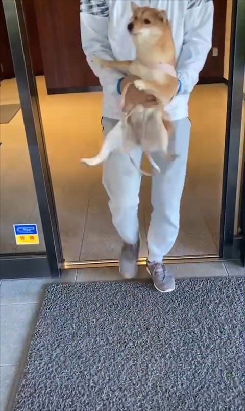 画面左側に両前足ピーン