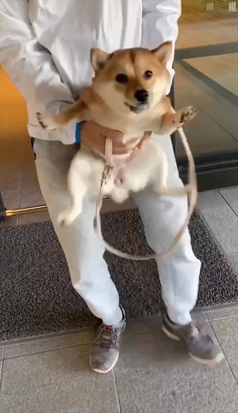 左前足つきだしてるアップ