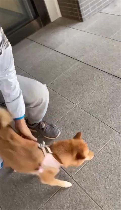 ワンコをおろすパパさん