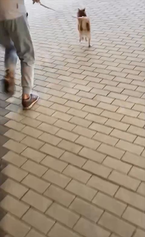 走るワンコ後ろ姿
