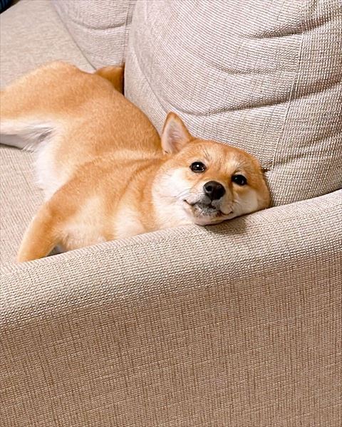 ソファに寝そべるワンコ