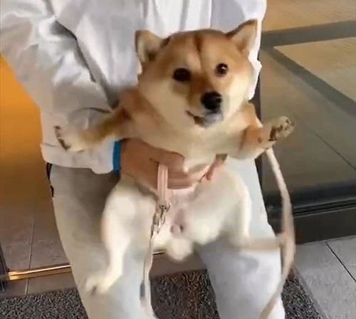 左前足つきだしてるアップ