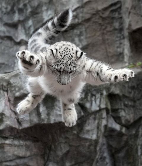 両手を伸ばしてジャンプするヒョウ