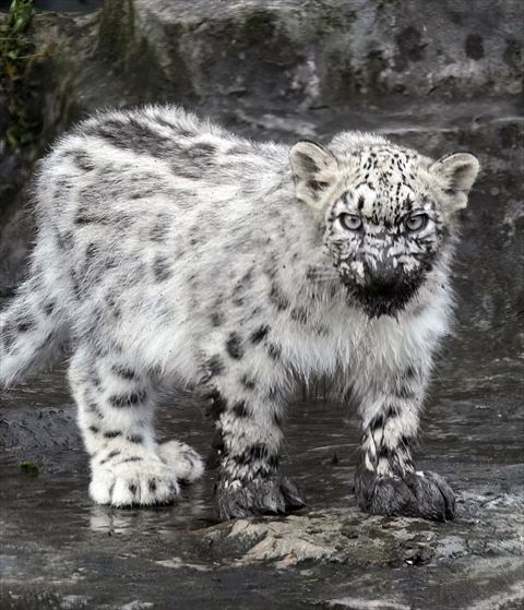 泥がついたヒョウ