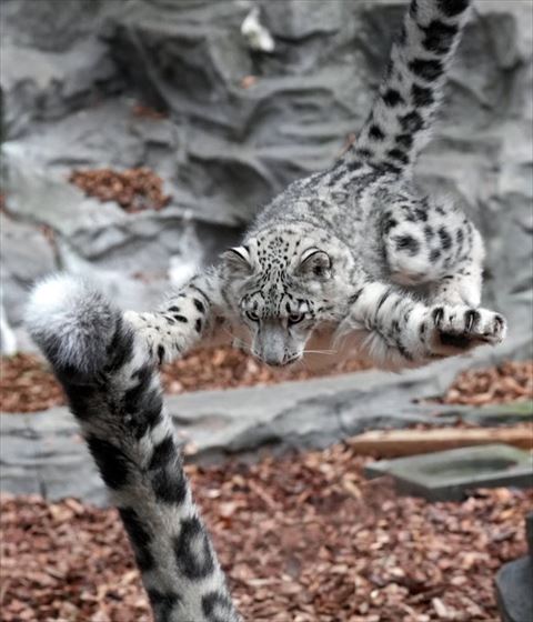 飛ぶヒョウとしっぽ