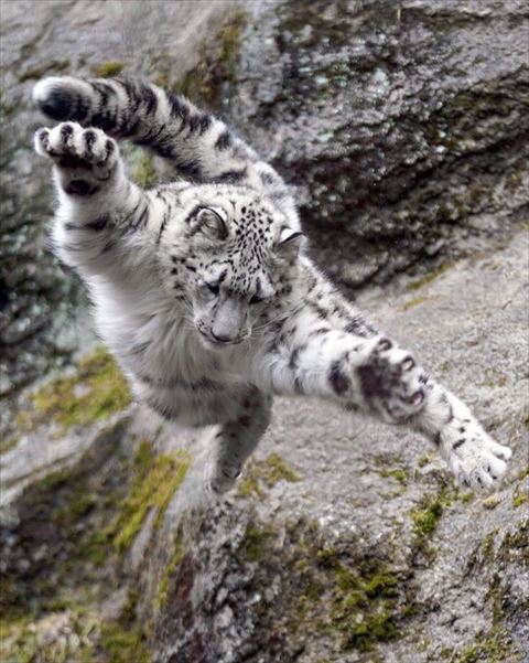 両手を上下に広げてジャンプするヒョウ