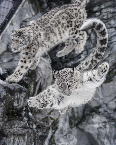 歩いてるヒョウと飛んでるヒョウ