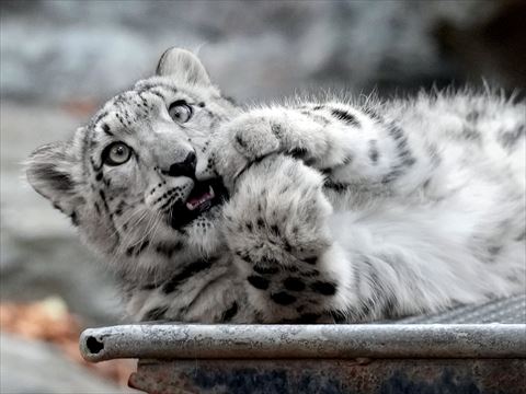 何かを噛んでるヒョウ