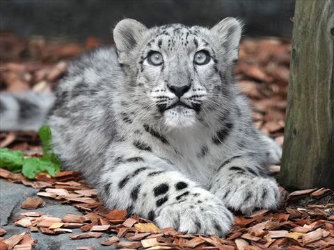 伏せしてみあげてるヒョウ