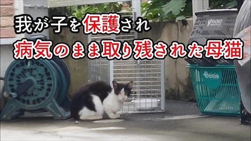 取り残された母猫