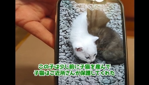 取り残された母猫