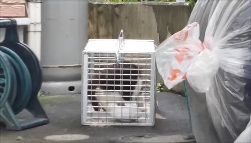 取り残された母猫