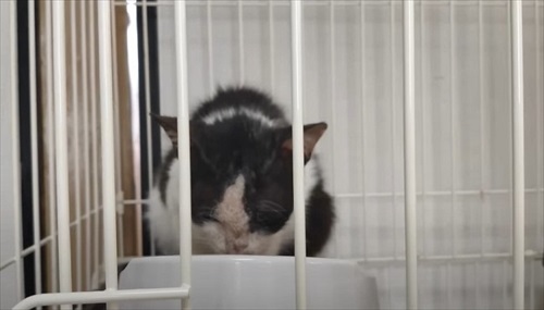 取り残された母猫