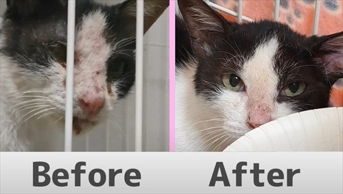 取り残された母猫