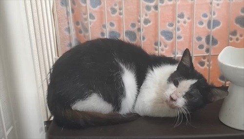 取り残された母猫