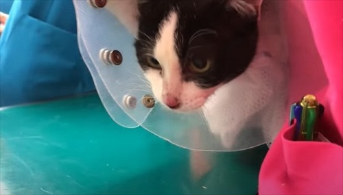 取り残された母猫