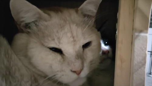 取り残された母猫