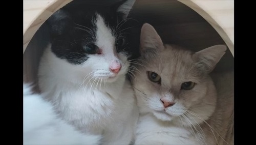 取り残された母猫