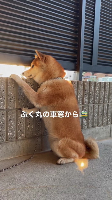 のぞく柴犬