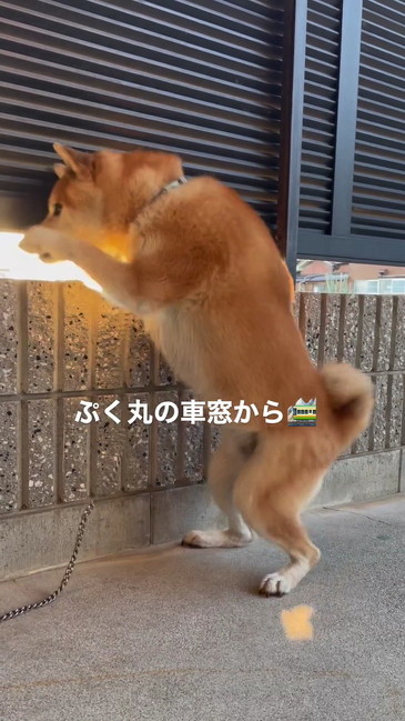 外を見る柴犬