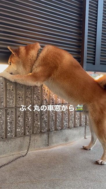 マズルを隙間につっこむ柴犬