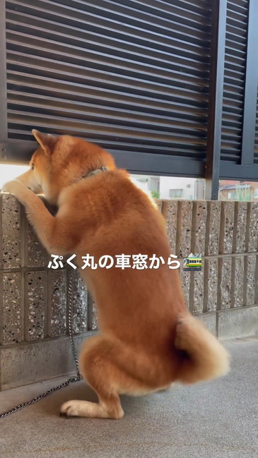 のぞく柴犬
