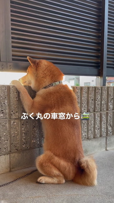 お座りする柴犬