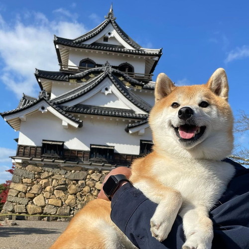 彦根城に行った柴犬