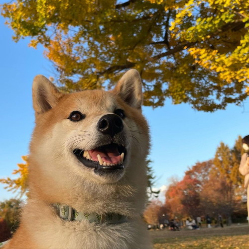 銀杏の木と柴犬
