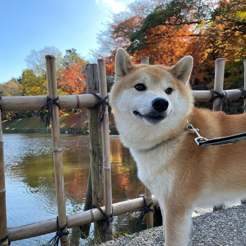 紅葉と柴犬