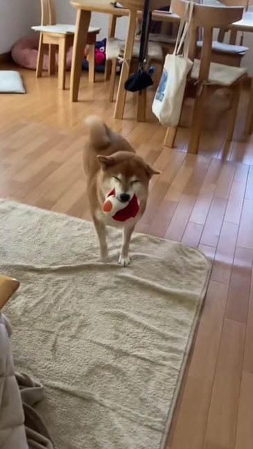 柴犬のすずちゃんの笑顔