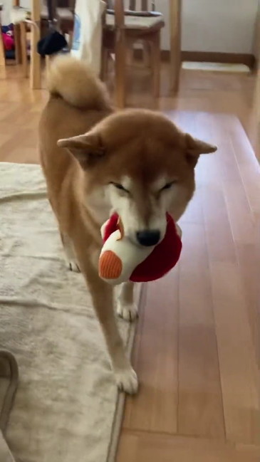 寄ってくる柴犬