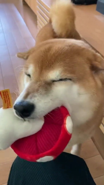 柴犬のすずちゃんのアップ