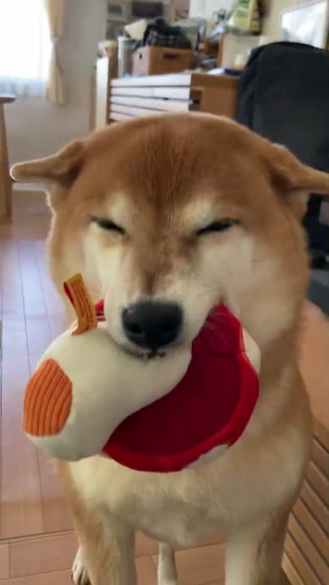 柴犬のすずちゃん正面