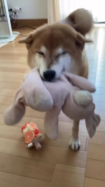 ぬいぐるみをくわえる柴犬