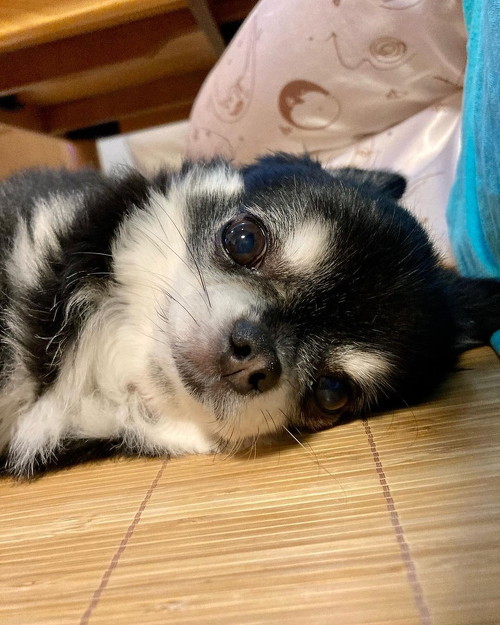 アピールするミニ先輩