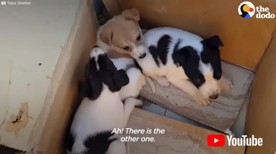 ゴミ捨て場に遺棄された子犬たち