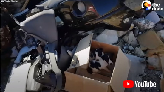 段ボール箱に入れられた子犬