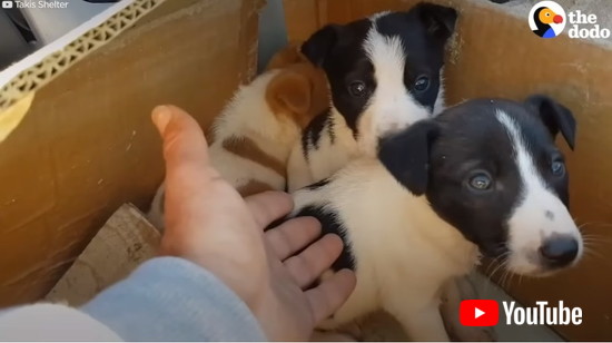 怯えている子犬たち