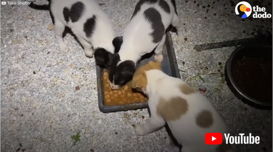 ごはんを食べる子犬たち