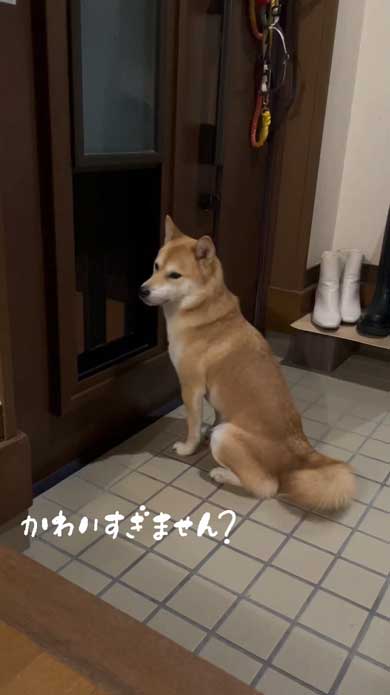 玄関でパパとママを待つ柴犬