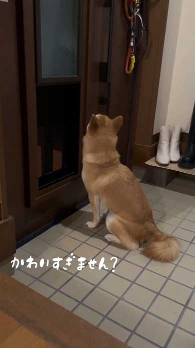玄関でパパとママを待つ柴犬