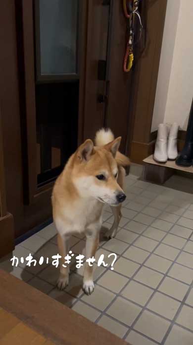 玄関でパパとママを待つ柴犬